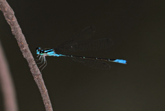 Acanthagrion quadratum