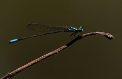 Acanthagrion quadratum