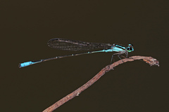 Acanthagrion quadratum
