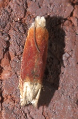 Eucosma raracana