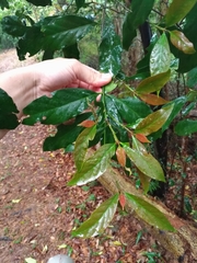 Aidia cochinchinensis