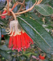 Diplolaena dampieri