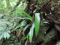 Rohdea fargesii