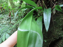 Rohdea fargesii