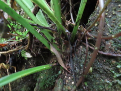 Rohdea fargesii