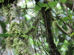 Dendrobium falconeri