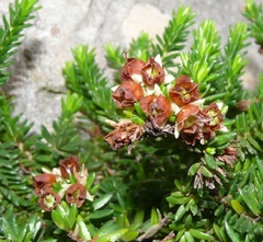 Erica depressa