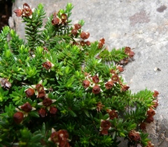 Erica depressa