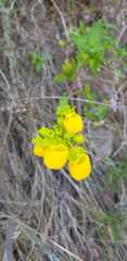 Calceolaria collina