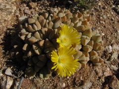 Cheiridopsis caroli-schmidtii image