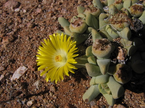 Cheiridopsis caroli-schmidtii image