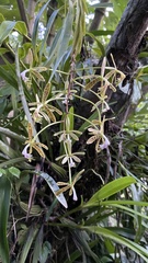 Epidendrum cristatum