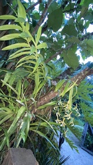 Epidendrum cristatum