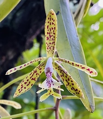 Epidendrum cristatum