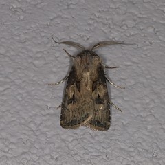 Agrotis interjectionis