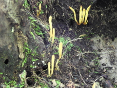Clavaria flavipes