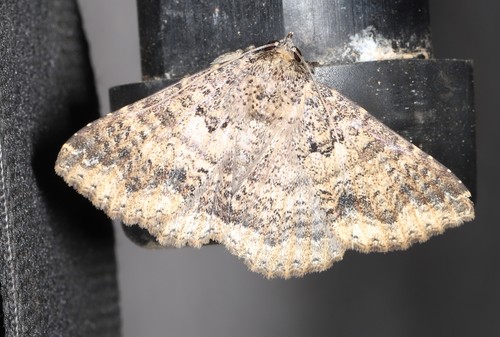 Ericeia plaesiodes Turner, 1932