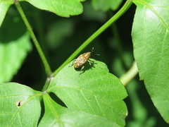Pseudocentrinus ochraceus