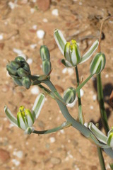 Albuca glandulosa