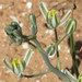 Albuca glandulosa - Photo (c) Brian du Preez, some rights reserved (CC BY-SA), uploaded by Brian du Preez