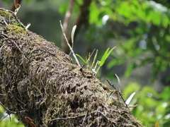 Dendrobium moniliforme