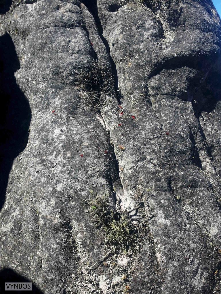 Staavia pinifolia (Staavia pinifolia)
