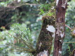 Dendrobium moniliforme