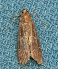 Euzophera ostricolorella