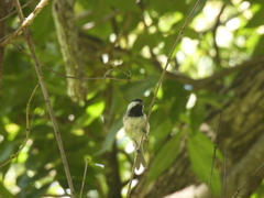 Poecile carolinensis