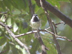 Poecile carolinensis