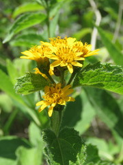 Lasianthaea ceanothifolia