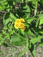 Lasianthaea ceanothifolia