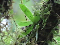 Gastrochilus retrocallus