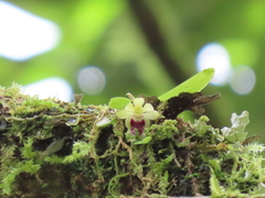 Gastrochilus retrocallus