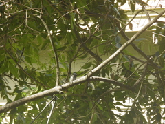 Poecile carolinensis