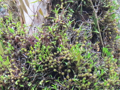 Pholidota cantonensis