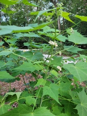 Ripariosida hermaphrodita