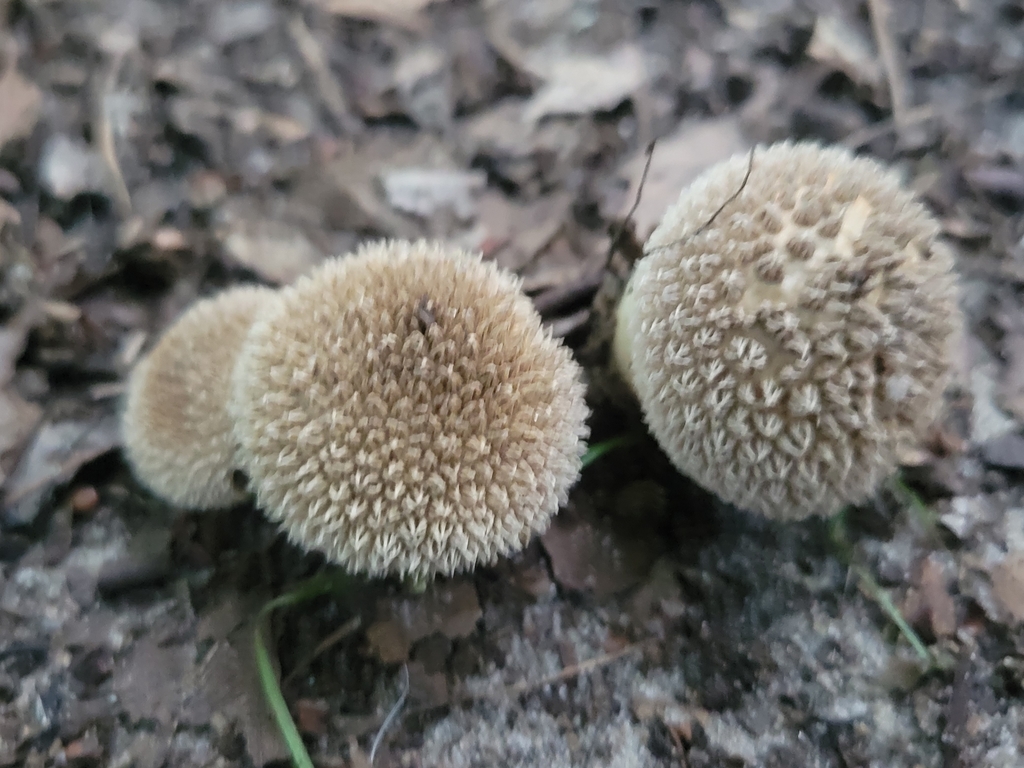 Spiny Puffball from Westchester Township, IN, USA on August 15, 2021 at ...