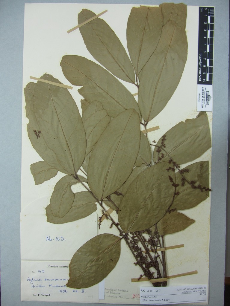 Aglaia samoensis (Aglaia samoensis)