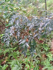 Phyllanthus reticulatus reticulatus