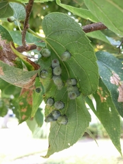 Pachypsylla celtidismamma