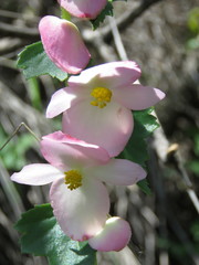 Begonia bulbillifera