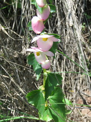 Begonia bulbillifera