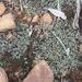 Nama Crystalwort - Photo (c) Alex Dreyer, some rights reserved (CC BY-NC), uploaded by Alex Dreyer