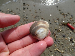 Serripes groenlandicus