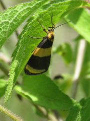 Eudesmia cypris