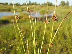 Cyperus pannonicus