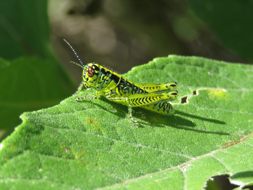 Aztecacris variabilis