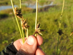 Cyperus pannonicus