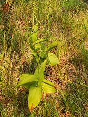 Epipactis papillosa
